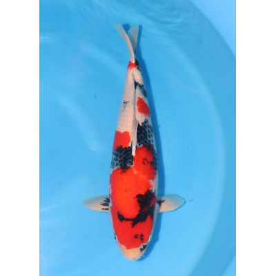 KGE.165 SHOWA KGE.165 SHOWA